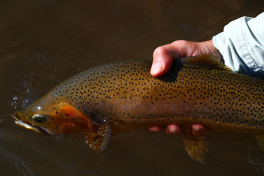 7 Steps on How to Catch and Release a Trout … and Celebrate Correctly